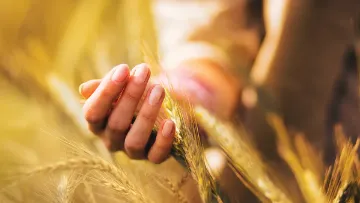 traitement de semences systiva, transition agroécologique
